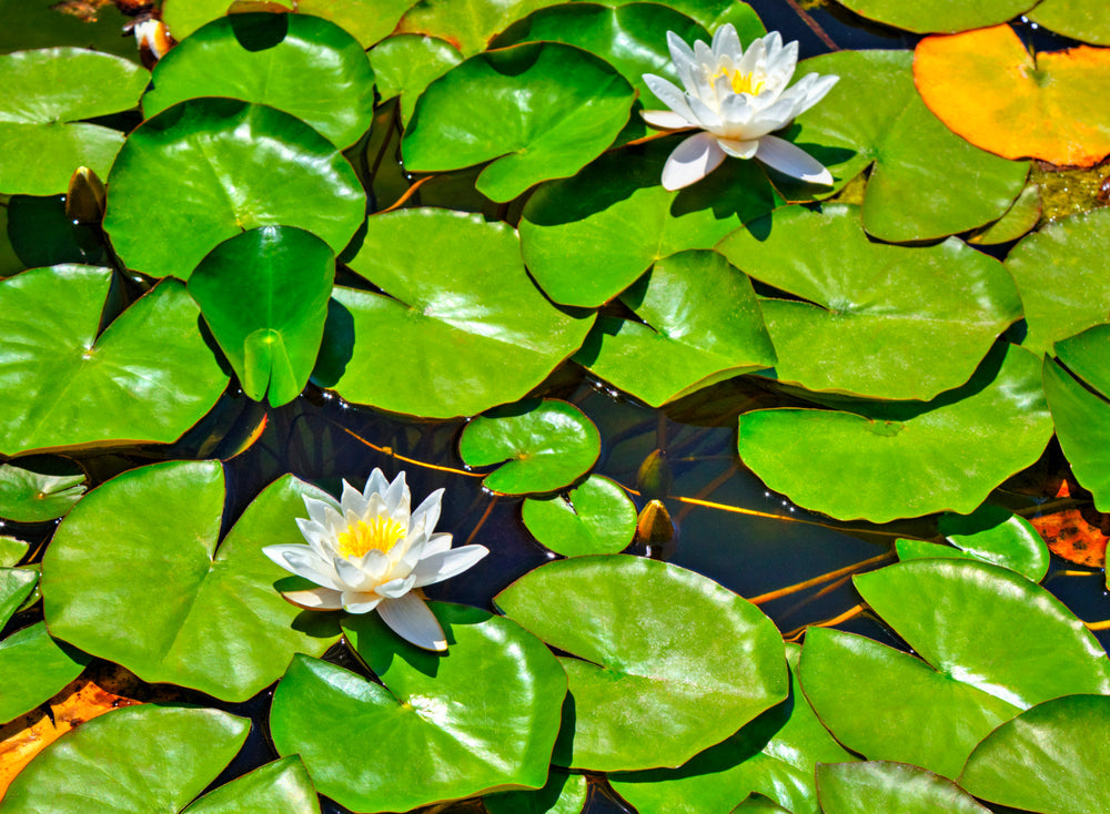 Lily Pad