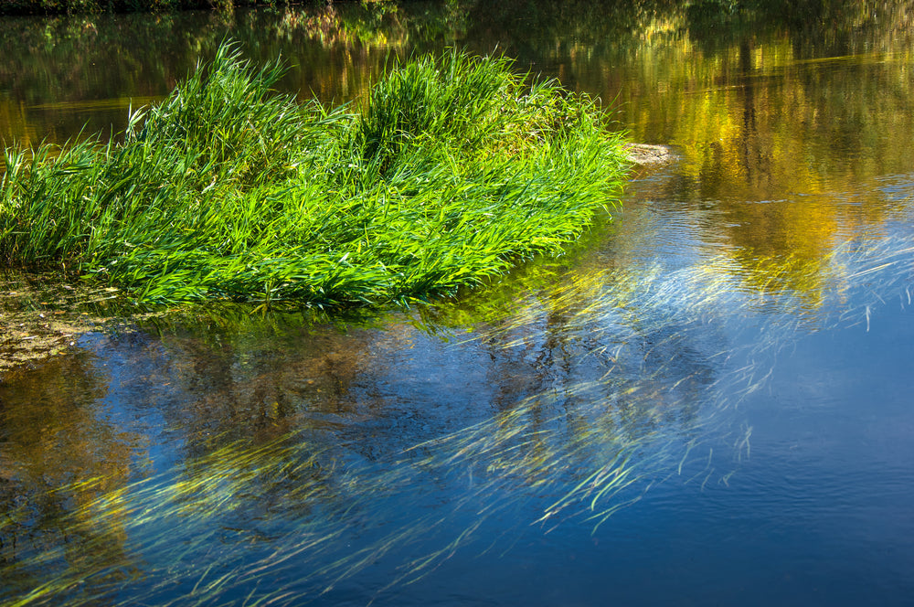 lake algae control